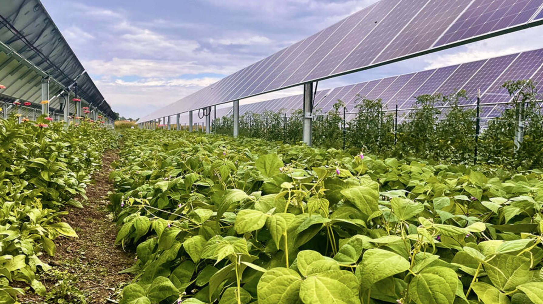 Agrivoltaics research at Jack's Solar Garden, Colorado