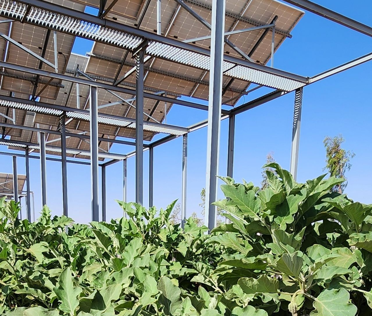 Green Energy Park in Morocco for agrivoltaics research